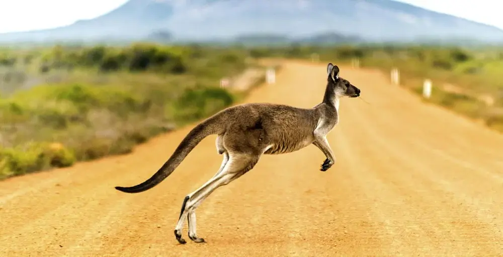 Niezwykłe ciekawostki o Australii i Oceanii - poznaj sekrety egzotyki