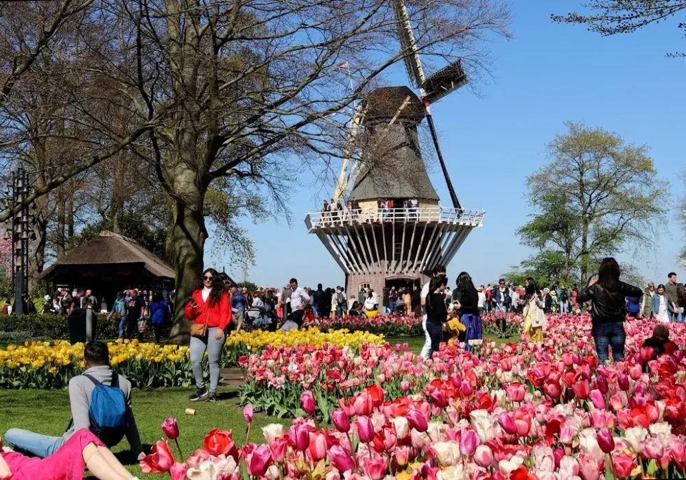 Keukenhof: kiedy najlepiej jechać? Poznaj idealny czas na wizytę