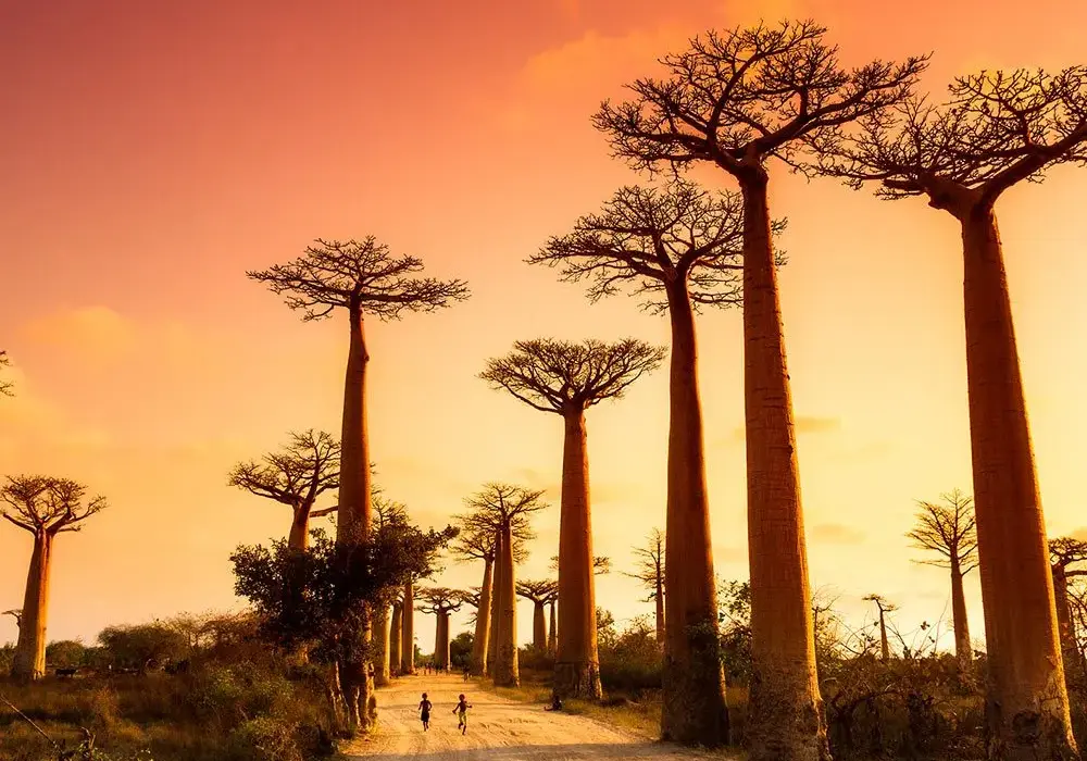 Kiedy jechać na Madagaskar? Najlepszy czas na podróż marzeń