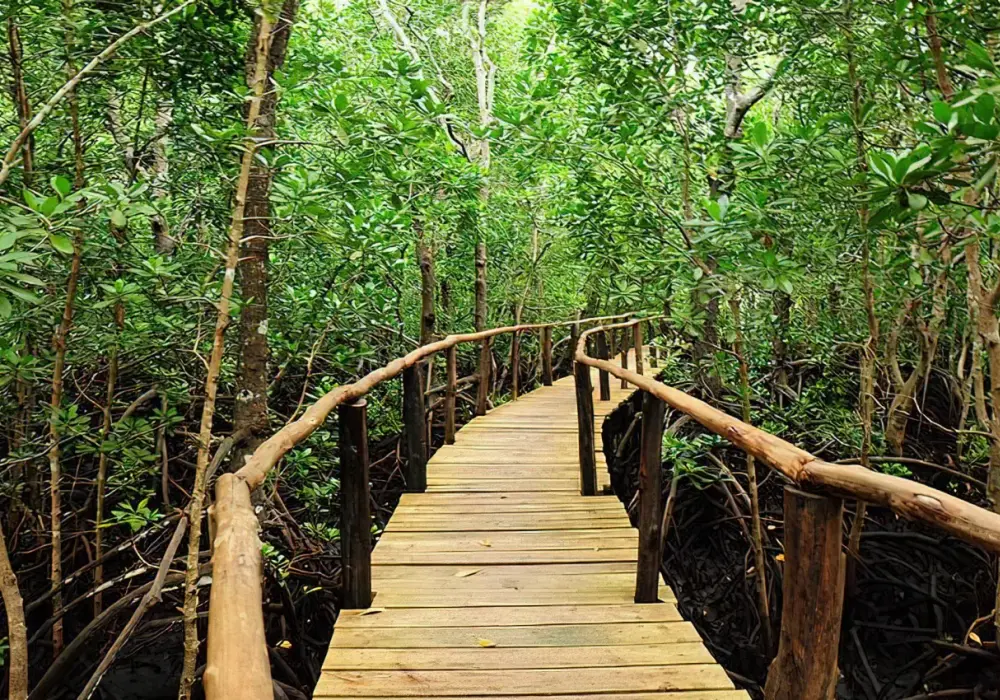 Jozani Forest - praktyczne wskazówki jak zwiedzić serce Zanzibaru