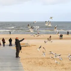 Mężczyzna karmi mewy na plaży, ciesząc się chwilą, kiedy jod nad morzem. W tle widać spacerujących ludzi i fale.