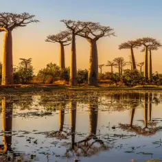 Aleja baobabów odbija się w spokojnej wodzie, tworząc magiczny widok, jakby właśnie nastała pora deszczowa na Madagaskarze.