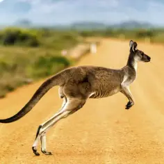 Niezwykłe ciekawostki o Australii i Oceanii - poznaj sekrety egzotyki