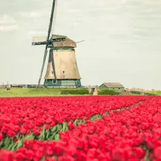 Pole czerwonych tulipanów pod wiatrakiem, idealny widok, kiedy kwitną tulipany w Holandii.