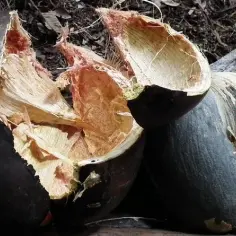 Coco de mer - największy owoc świata skrywa tajemnicę palm Seszeli