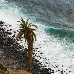 Palma na kamienistej plaży, fale rozbijają się o brzeg. Czy Wyspy Kanaryjskie należą do Unii Europejskiej? Tak, są częścią Hiszpanii.