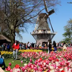 Keukenhof: kiedy najlepiej jechać? Poznaj idealny czas na wizytę