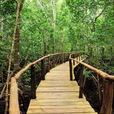 Jozani Forest - praktyczne wskazówki jak zwiedzić serce Zanzibaru