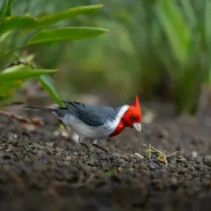 Niezwykła przyroda Hawajów - wszystko o fascynującej faunie i florze