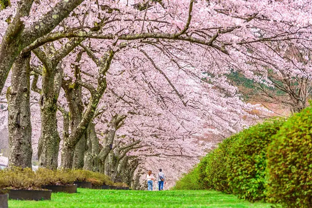 Zdjęcie Japonia w 3 tygodnie - szczegółowy plan zwiedzania kraju kwitnącej wiśni