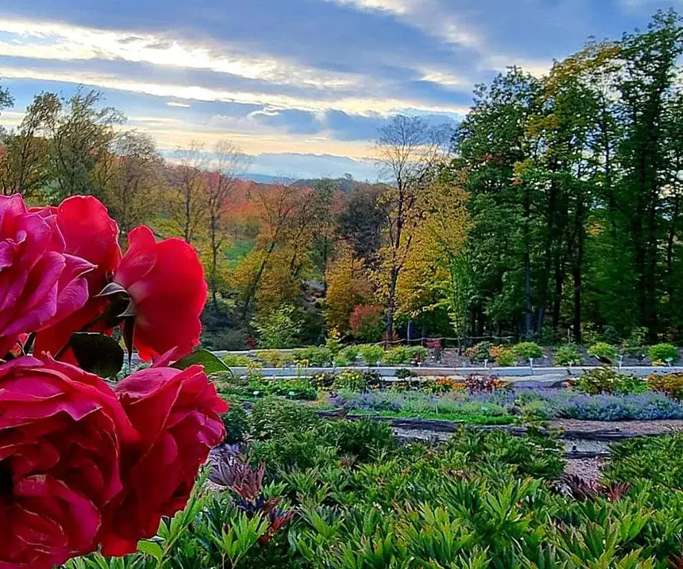 Zdjęcie Arboretum Wojsławice: najlepszy czas na wizytę i atrakcje