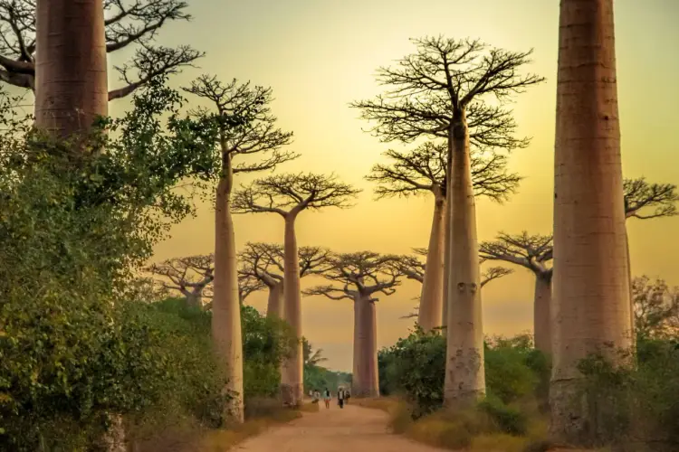 Kiedy lecieć na Madagaskar - Pora sucha czy deszczowa?